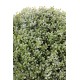 BOXWOOD BALL REGULAR NEW