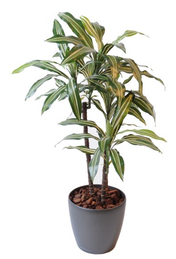 DRACAENA FRAGRANS *3