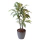 DRACAENA FRAGRANS *3