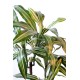 DRACAENA FRAGRANS *3