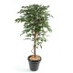 FICUS SINGLE TRUNK GF