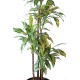 DRACAENA FRAGRANS *4