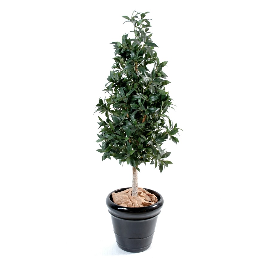 PYRAMID LAUREL