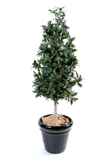 PYRAMID LAUREL