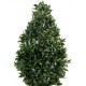 LARGE TOPIARY LAUREL