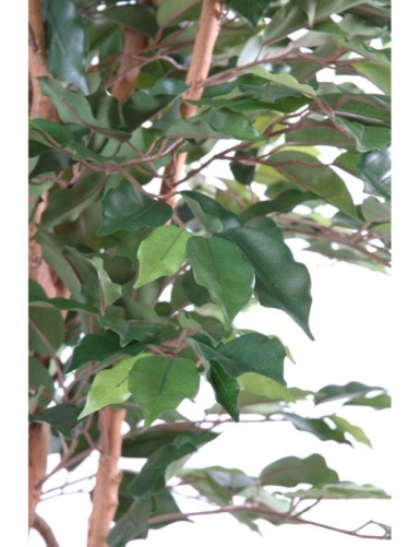 FICUS TRONC SIMPLE GF