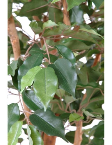 FICUS SINGLE TRUNK GF