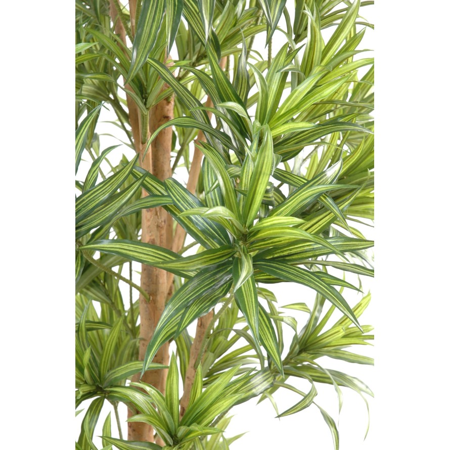 DRACAENA REFLEXA