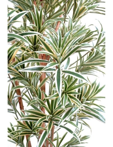 DRACAENA REFLEXA