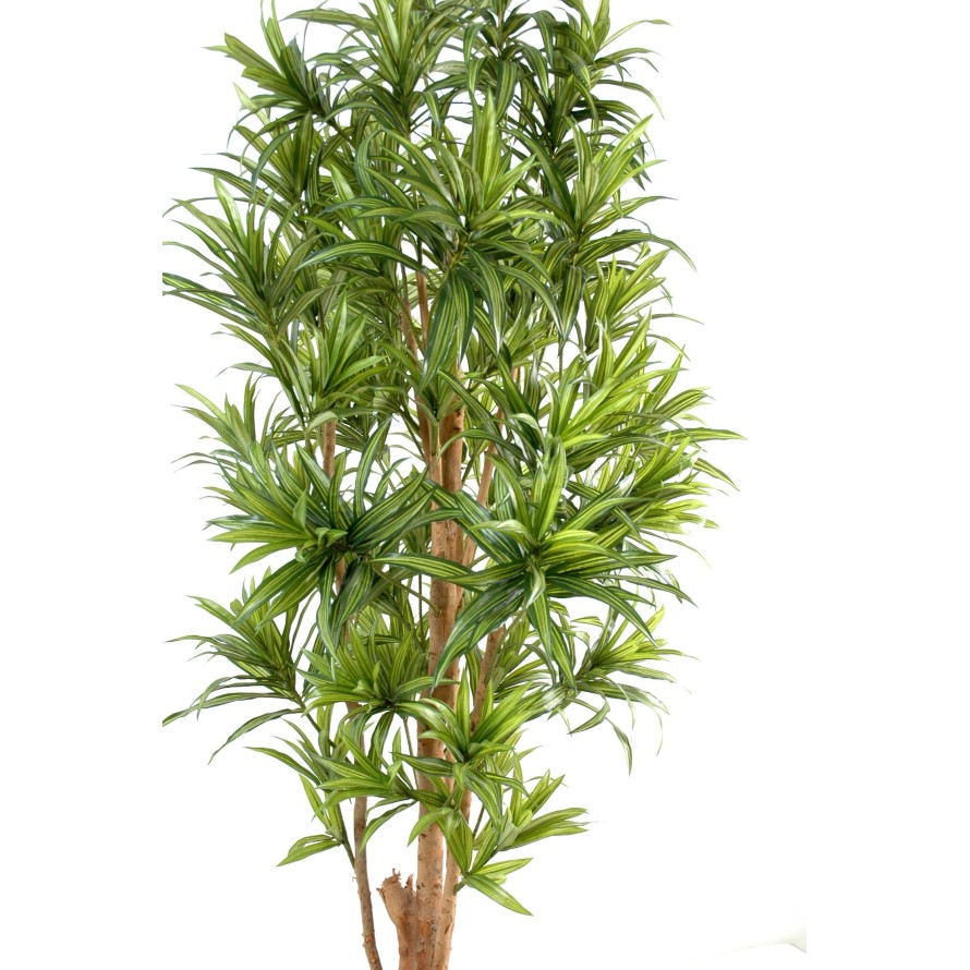 DRACAENA REFLEXA