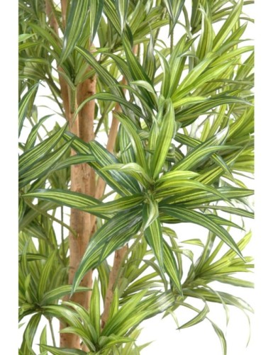 DRACAENA REFLEXA