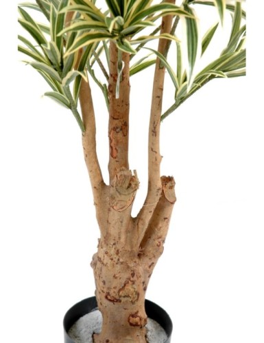 DRACAENA REFLEXA