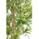 DRACAENA REFLEXA