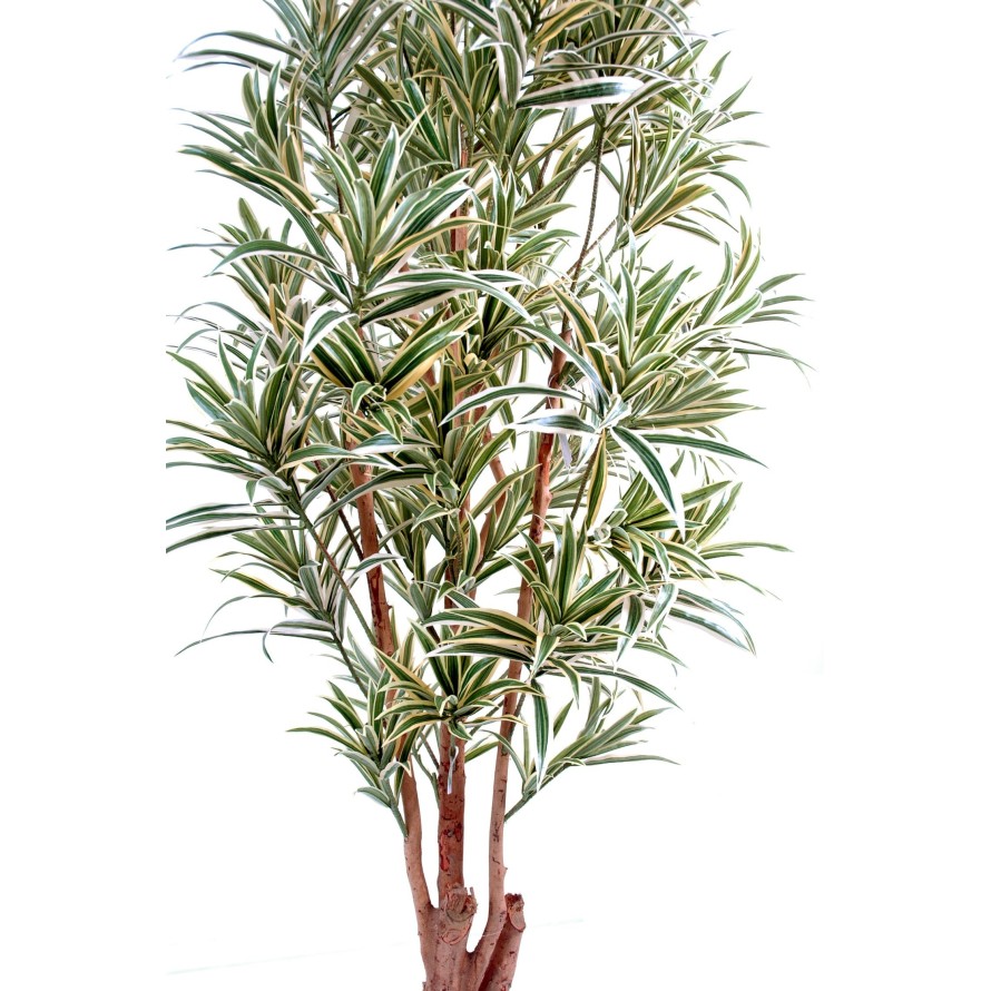 DRACAENA REFLEXA