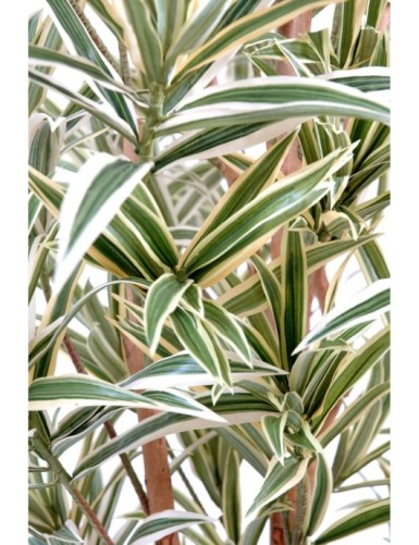 DRACAENA REFLEXA