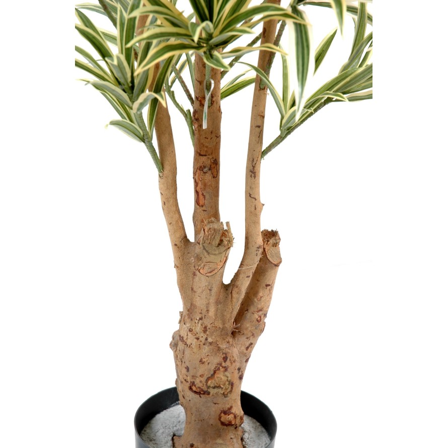 DRACAENA REFLEXA