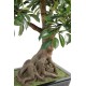 BONSAI FICUS IN SECTION