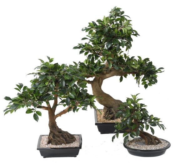 BONSAI FICUS IN SECTION