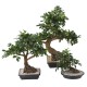 BONSAI FICUS IN SECTION