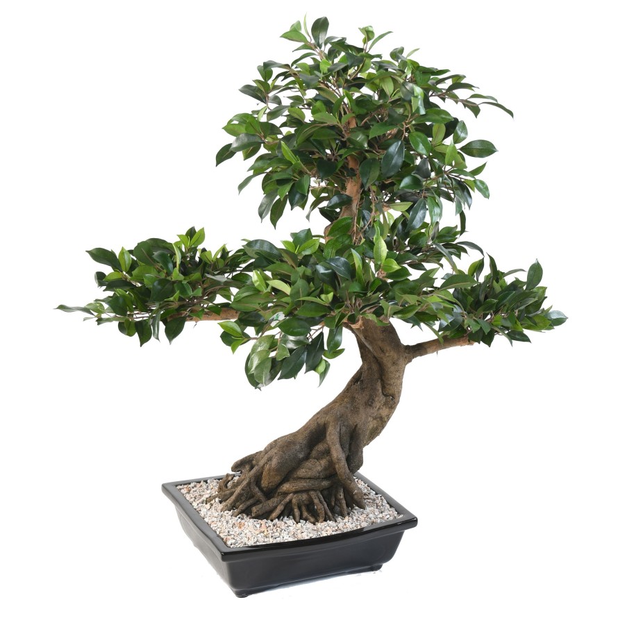 BONSAI FICUS IN SECTION