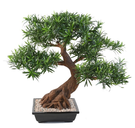 BONSAÏ PODOCARPUS EN COUPE