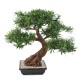 BONSAÏ PODOCARPUS EN COUPE