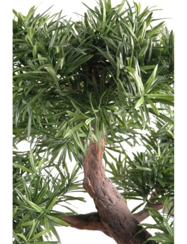 BONSAÏ PODOCARPUS EN COUPE