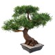 BONSAÏ PODOCARPUS EN COUPE