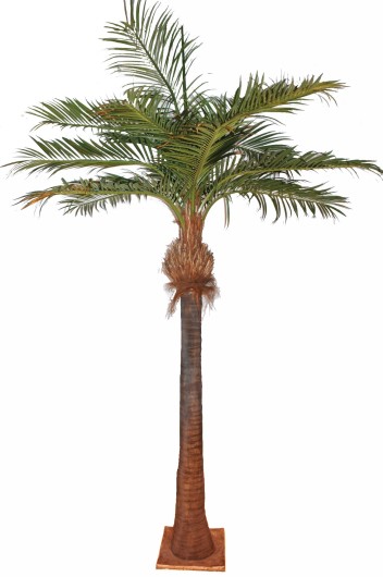 COCO PALM