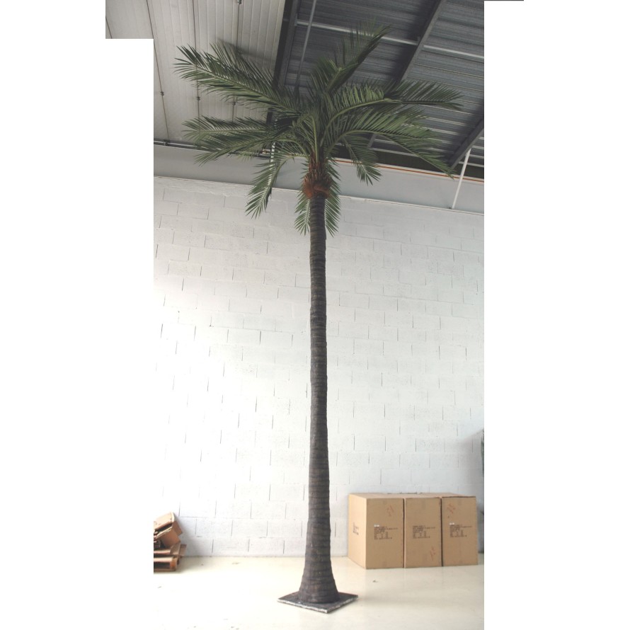 PALM TREE COCO