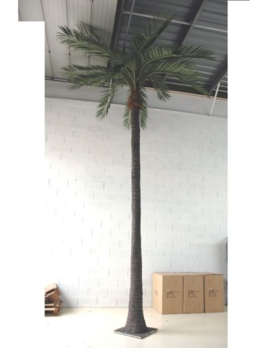 PALM TREE COCO