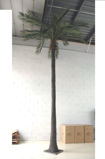 COCO PALM