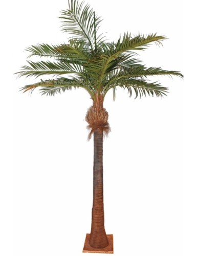 PALM TREE COCO