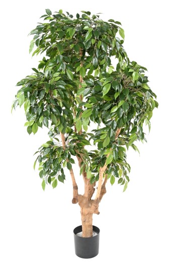 FICUS NATASJA 5 HEADS