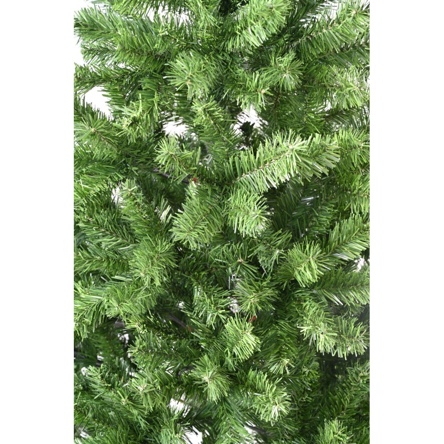 CANADIAN FIR