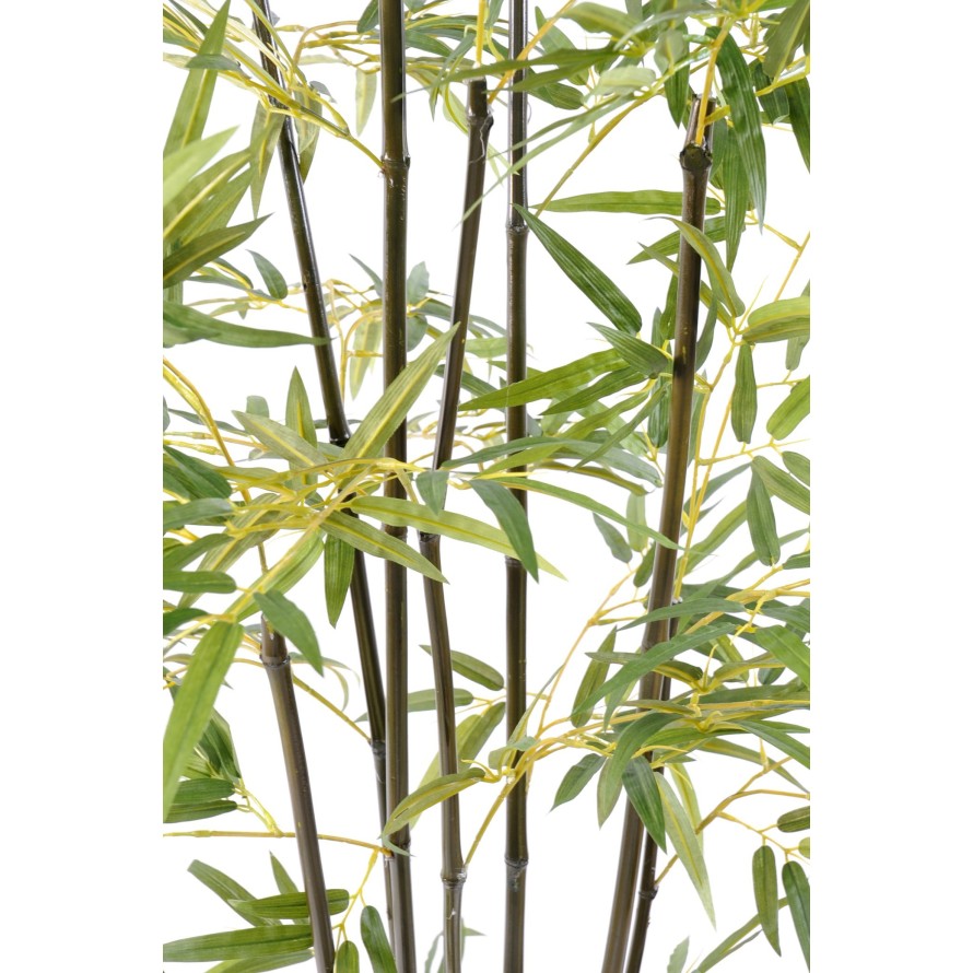 GREEN BAMBOO S