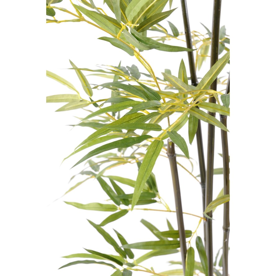 GREEN BAMBOO S