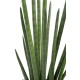 SANSEVIERIA CYLINDRICA