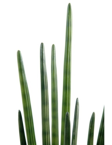 SANSEVIERIA CYLINDRICA