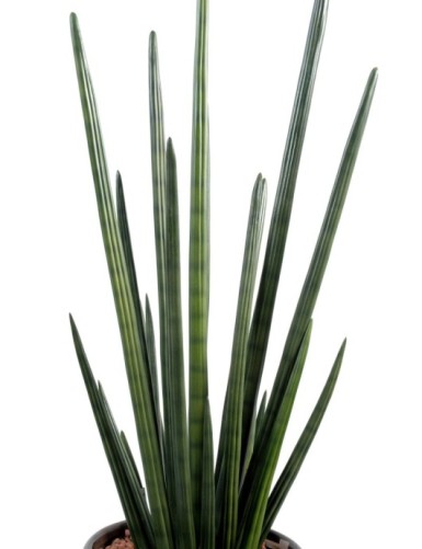 SANSEVIERIA CYLINDRICA