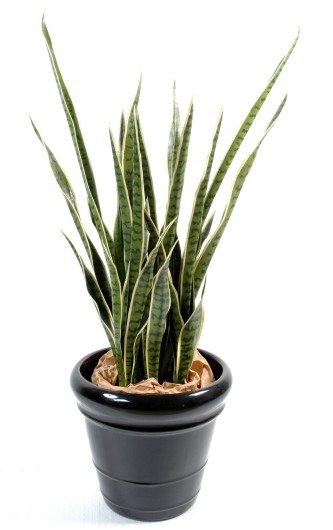 SANSEVIERIA