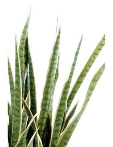 SANSEVIERIA