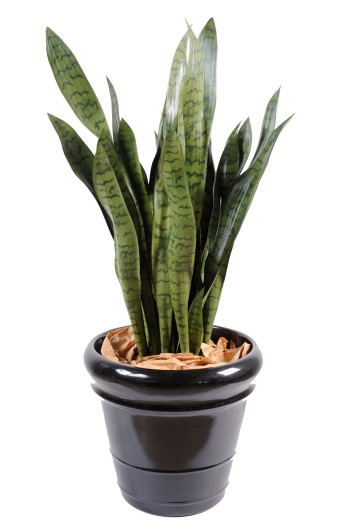 SANSEVIERIA LARGE