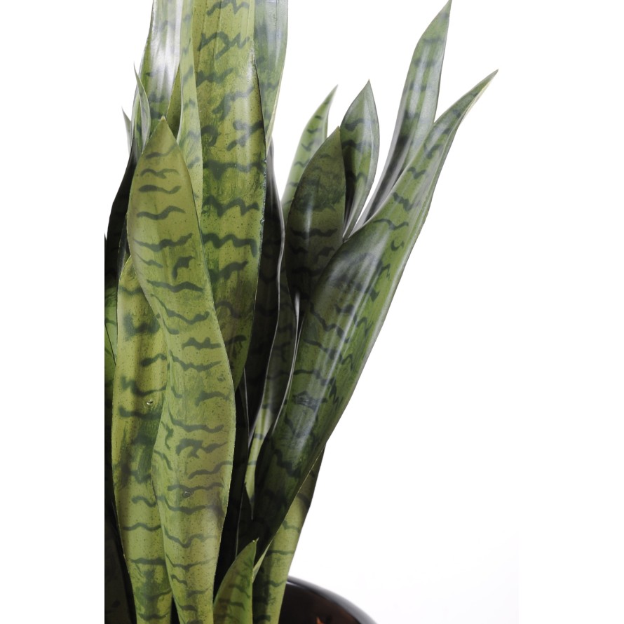 SANSEVIERIA LARGE