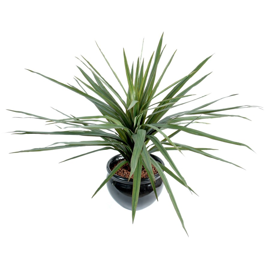 DRACAENA MARGINATA 58F