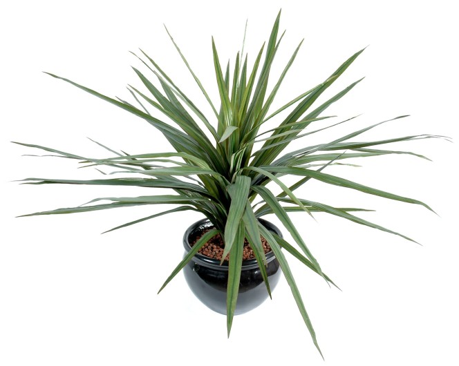 DRACAENA MARGINATA 58F