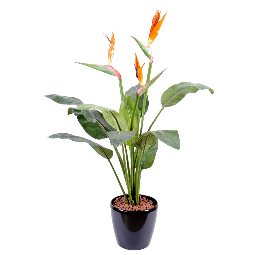 STRELITZIA 3FL LARGE