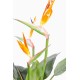 STRELITZIA 3FL LARGE