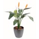 STRELITZIA 2FL 1BT