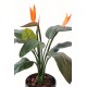 STRELITZIA 2FL 1BT